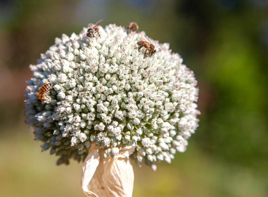 garten-06-07-21-7463