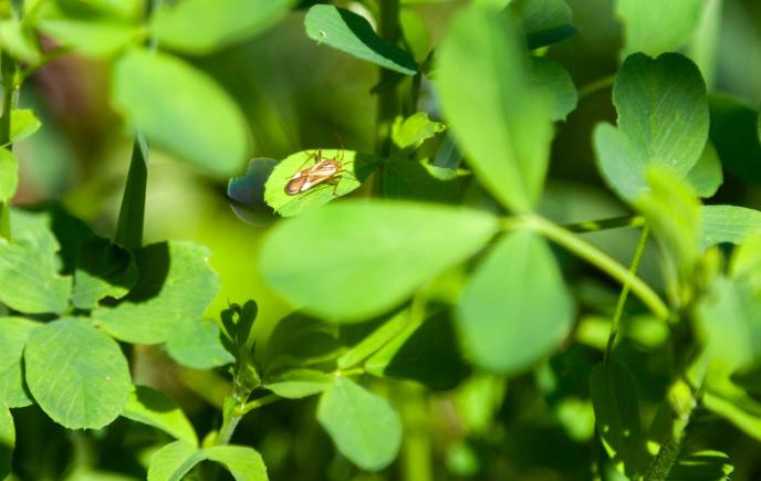 29-07-20-insekten-im-garten-34