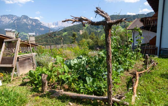 30-07-20-insekten-garten-7776