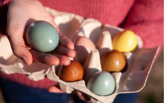 03-03-2026-ostereier-faerben-0620